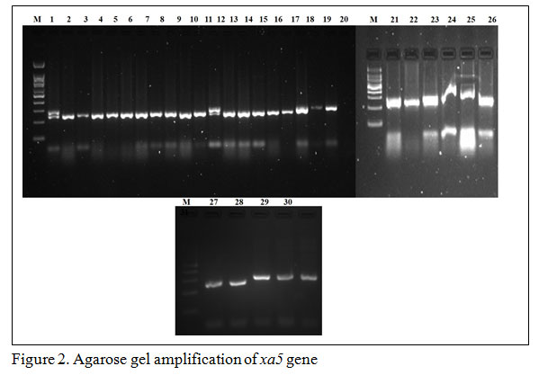 Figure 2. Agarose gel amplification of xa5 gene