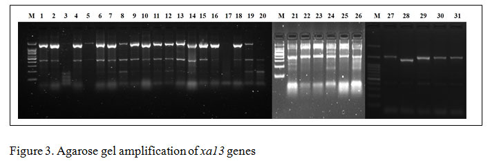 Figure 3: Agarose gel amplification of xa13 genes