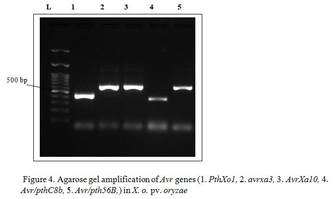 Figure 4. Agarose gel amplification of Avr genes (1. PthXo1, 2. avrxa3, 3. AvrXa10, 4. Avr/pthC8b, 5. Avr/pth56B,) in X. o. pv. oryzae