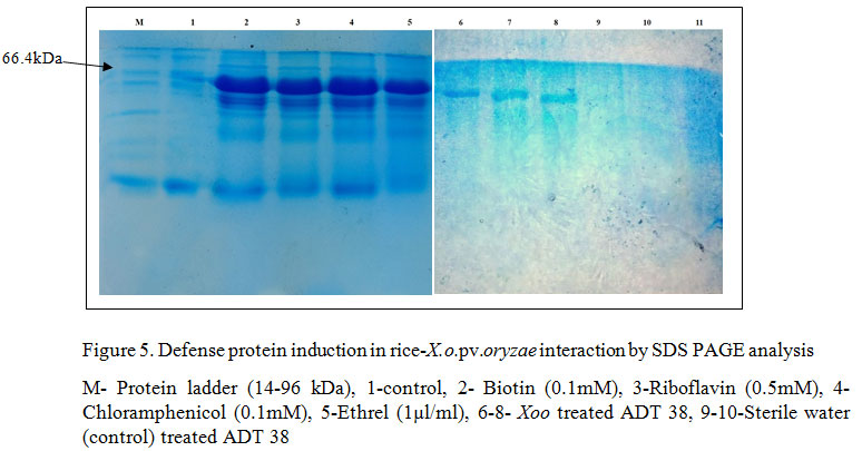 Figure 5. Defense protein induction in rice-X.o.pv.oryzae interaction by SDS PAGE analysis M- Protein ladder (14-96 kDa), 1-control, 2- Biotin (0.1mM), 3-Riboflavin (0.5mM), 4-Chloramphenicol (0.1mM), 5-Ethrel (1µl/ml), 6-8- Xoo treated ADT 38, 9-10-Sterile water (control) treated ADT 38