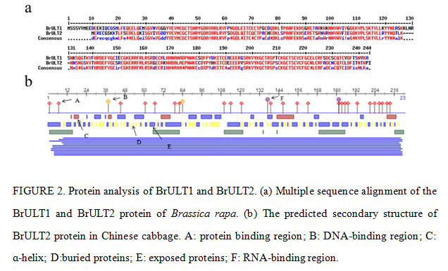 Protein analysis of BrULT1 and BrULT2. (a) Multiple sequence alignment of the BrULT1 and BrULT2 protein of Brassica rapa. (b) The predicted secondary structure of BrULT2 protein in Chinese cabbage. A: protein binding region; B: DNA-binding region; C: ɑ-helix; D:buried proteins; E: exposed proteins; F: RNA-binding region.
