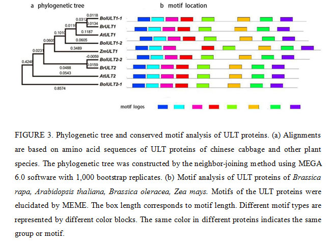 Phylogenetic tree and conserved motif analysis of ULT proteins. (a) Alignments are based on amino acid sequences of ULT proteins of chinese cabbage and other plant species. The phylogenetic tree was constructed by the neighbor-joining method using MEGA 6.0 software with 1,000 bootstrap replicates. (b) Motif analysis of ULT proteins of Brassica rapa, Arabidopsis thaliana, Brassica oleracea, Zea mays. Motifs of the ULT proteins were elucidated by MEME. The box length corresponds to motif length. Different motif types are represented by different color blocks. The same color in different proteins indicates the same group or motif.