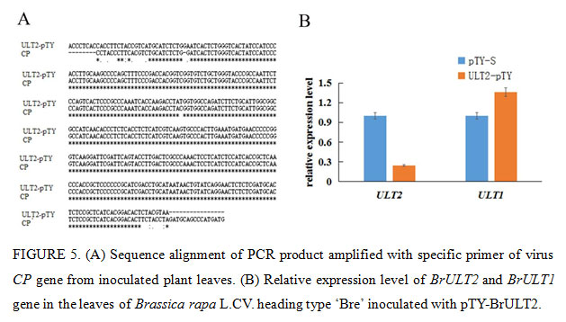 (A) Sequence alignment of PCR product amplified with specific primer of virus CP gene from inoculated plant leaves. (B) Relative expression level of BrULT2 and BrULT1 gene in the leaves of Brassica rapa L.CV. heading type ‘Bre’ inoculated with pTY-BrULT2.