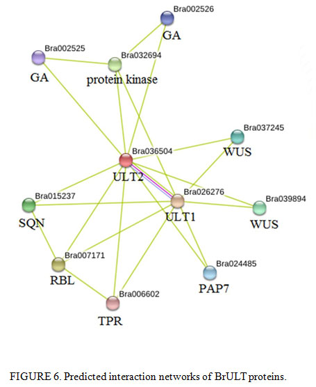 Figure 6: Predicted interaction networks of BrULT proteins.