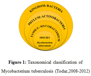 Figure 1: Taxonomical classification of Mycobacterium tuberculosis (Todar,2008-2012)