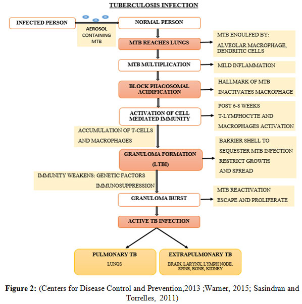 Figure 2: (Centers for Disease Control and Prevention,2013 ;Warner, 2015; Sasindran and Torrelles, 2011)