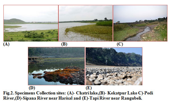 Fig.2. Specimens Collection sites: (A)- Chatri lake,(B)- Kekatpur Lake C)-Pedi River,(D)-Sipana River near Harisal and (E)-Tapi River near Rangubeli.