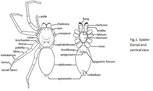 Fig.1. Spider- Dorsal and ventral view