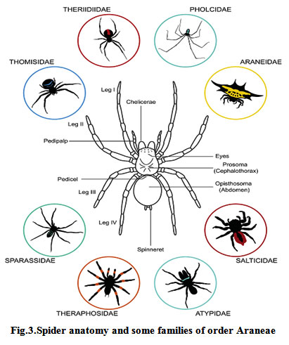 Spider anatomy and some families of order Araneae