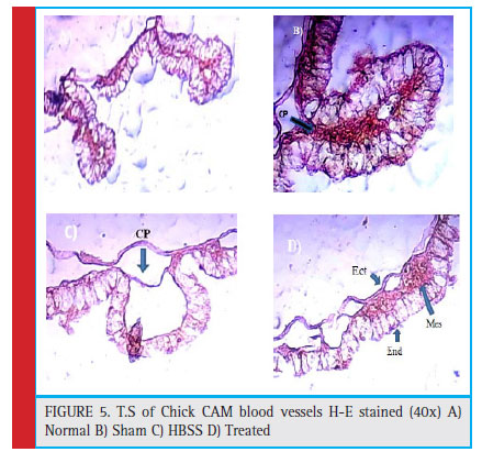 Figure 5: T.S of Chick CAM blood vessels H-E stained (40x) A) Normal B) Sham C) HBSS D) Treated