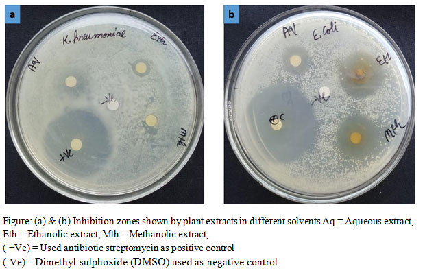 Figure: (a) & (b) Inhibition zones shown by plant extracts in different solvents Aq = Aqueous extract, Eth = Ethanolic extract, Mth = Methanolic extract, ( +Ve) = Used antibiotic streptomycin as positive control (-Ve) = Dimethyl sulphoxide (DMSO) used as negative control