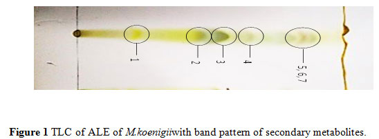 Figure 1 TLC of ALE of M.koenigiiwith band pattern of secondary metabolites