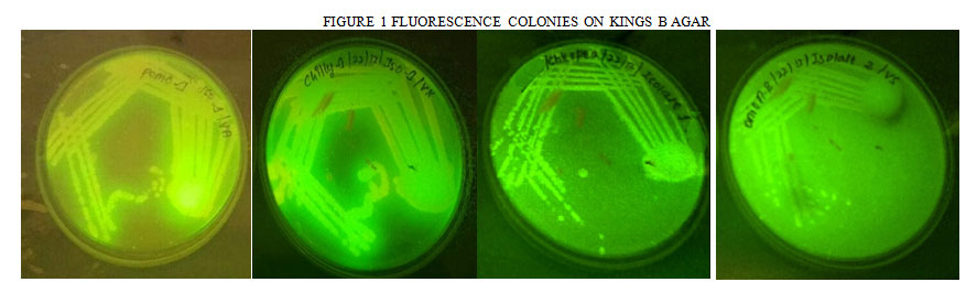 Figure 1: Fluorescence Colonies On Kings B Agar