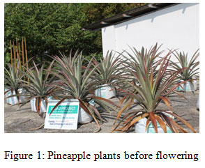 Figure 1: Pineapple plants before flowering