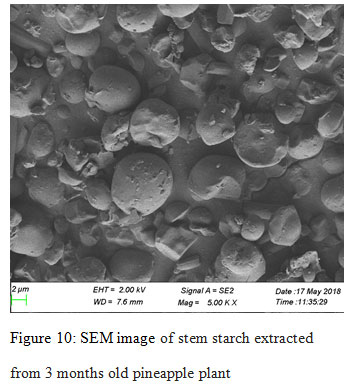 Figure 10: SEM image of stem starch extracted from 3 months old pineapple plant