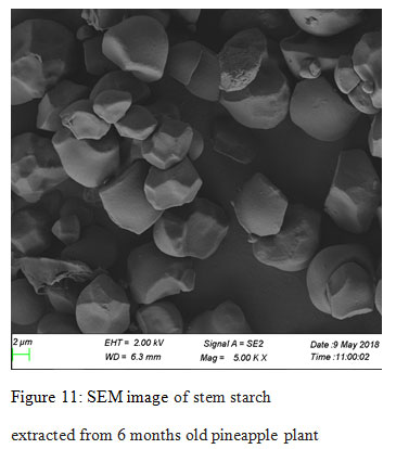 Figure 11: SEM image of stem starch extracted from 6 months old pineapple plant