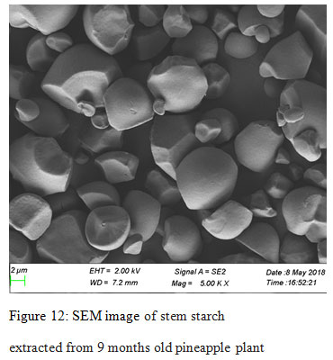 Figure 12: SEM image of stem starch extracted from 9 months old pineapple plant