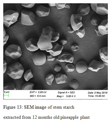 Figure 13: SEM image of stem starch extracted from 12 months old pineapple plant