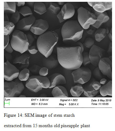 Figure 14: SEM image of stem starch extracted from 15 months old pineapple plant
