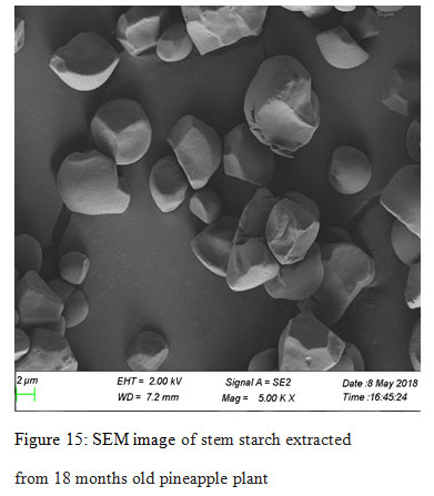 Figure 15: SEM image of stem starch extracted from 18 months old pineapple plant