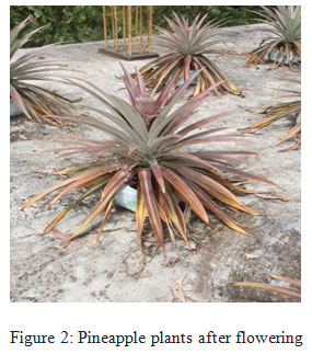 Figure 2: Pineapple plants after flowering