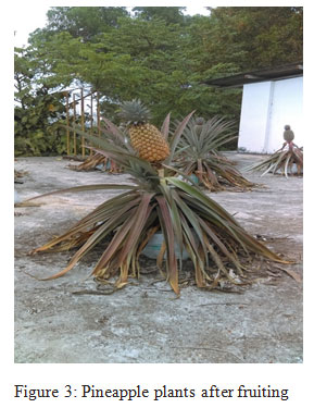 Figure 3: Pineapple plants after fruiting