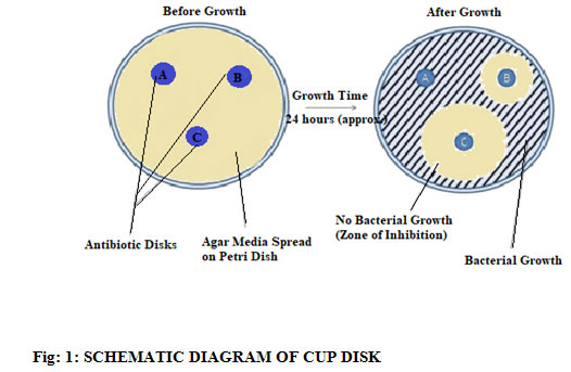 Figure 1: Schematic Diagram Of Cup Disk