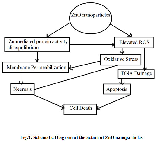 Figure 2: Schematic Diagram of the action of ZnO nanoparticles
