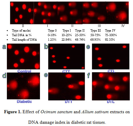 Figure 1. Effect of Ocimum sanctum and Allium sativum extracts on DNA damage index in diabetic rat tissues.
