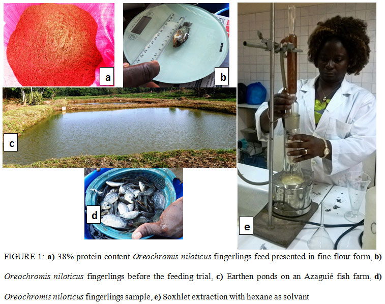 a) 38% protein content Oreochromis niloticus fingerlings feed presented in fine flour form, b) Oreochromis niloticus fingerlings before the feeding trial, c) Earthen ponds on an Azaguié fish farm, d) Oreochromis niloticus fingerlings sample, e) Soxhlet extraction with hexane as solvant
