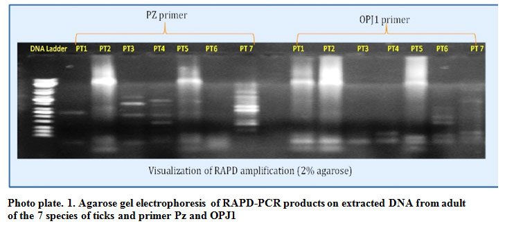 Agarose gel electrophoresis of RAPD-PCR products on extracted DNA from adult of the 7 species of ticks and primer Pz and OPJ1