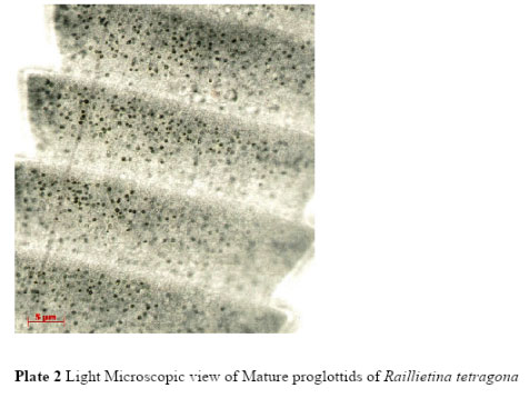 Plate 2 Light Microscopic view of Mature proglottids of Raillietina tetragona