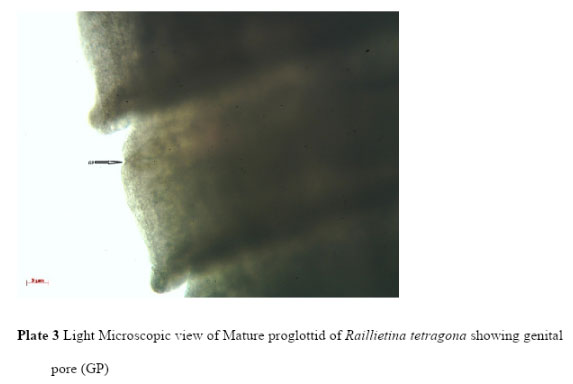 Plate 3 Light Microscopic view of Mature proglottid of Raillietina tetragona showing genital pore (GP)