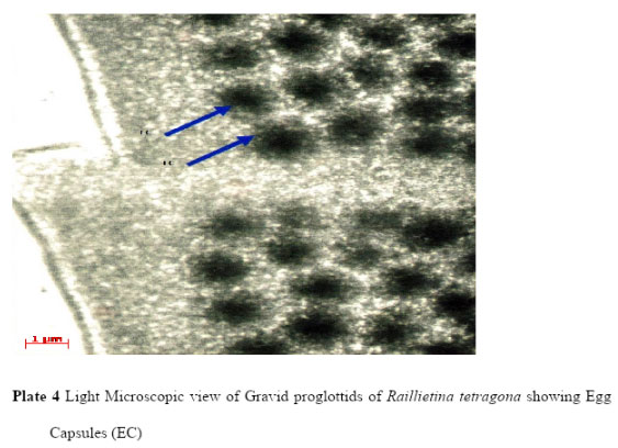 Plate 4 Light Microscopic view of Gravid proglottids of Raillietina tetragona showing Egg Capsules (EC)