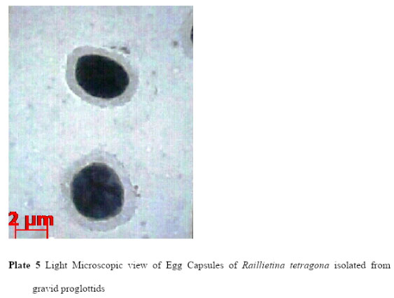 Plate 5: Light Microscopic view of Egg Capsules of Raillietina tetragona isolated from gravid proglottids