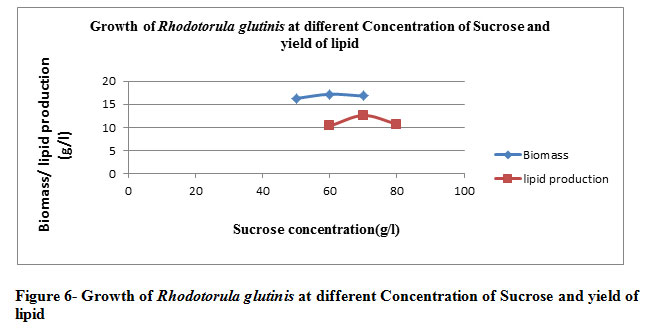 Figure 6- Growth of Rhodotorula glutinis at different Concentration of Sucrose and yield of lipid 