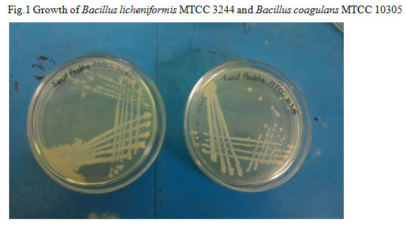 Fig.1 Growth of Bacillus licheniformis MTCC 3244 and Bacillus coagulans MTCC 10305
