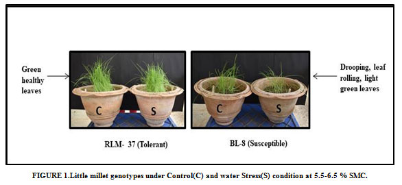 Figure 1: Little millet genotypes under Control(C) and water Stress(S) condition at 5.5-6.5 % SMC.