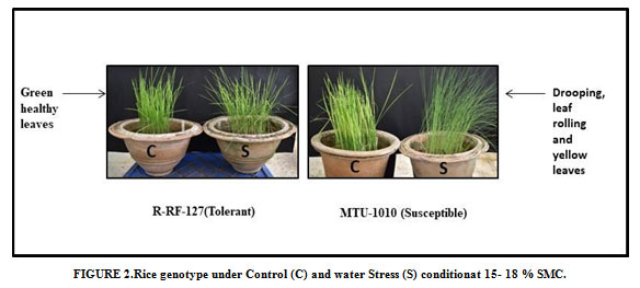 Figure 2: Rice genotype under Control (C) and water Stress (S) conditionat 15- 18 % SMC.
