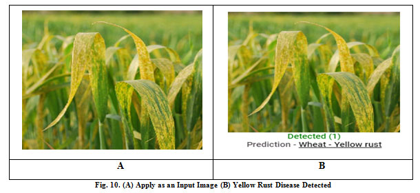 Figure 10: Fig. 10. (A) Apply as an Input Image (B) Yellow Rust Disease Detected