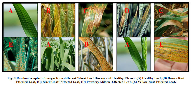 Figure 2: Random samples of images from different Wheat Leaf Disease and Healthy Classes  (A) Healthy Leaf, (B) Brown Rust Effected Leaf, (C) Black Chaff Effected Leaf, (D) Powdery Mildew Effected Leaf, (E) Yellow Rust Effected Leaf.