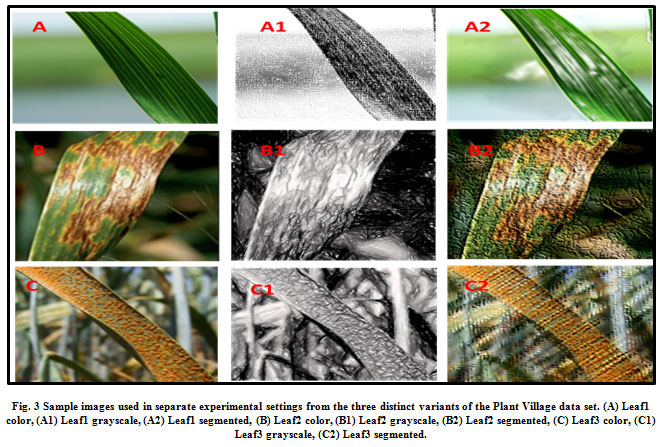 Figure 3: Sample images used in separate experimental settings from the three distinct variants of the Plant Village data set. (A) Leaf1 color, (A1) Leaf1 grayscale, (A2) Leaf1 segmented, (B) Leaf2 color, (B1) Leaf2 grayscale, (B2) Leaf2 segmented, (C) Leaf3 color, (C1) Leaf3 grayscale, (C2) Leaf3 segmented.