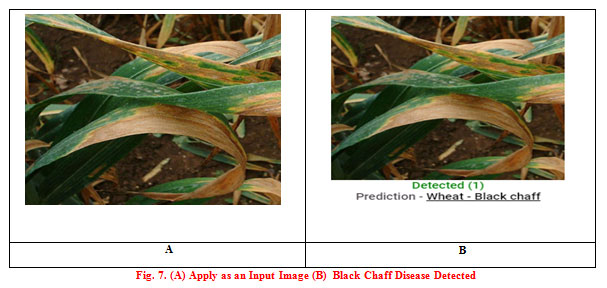 Fig. 7. (A) Apply as an Input Image (B) Black Chaff Disease Detected 