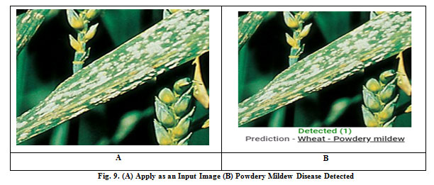 Figure 9: Fig. 9. (A) Apply as an Input Image (B) Powdery Mildew Disease Detected