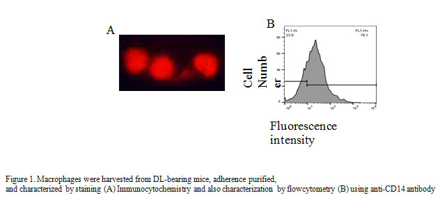 Macrophages were harvested from DL-bearing mice, adherence purified, and characterized by staining (A) Immunocytochemistry and also characterization by flowcytometry (B) using anti-CD14 antibody