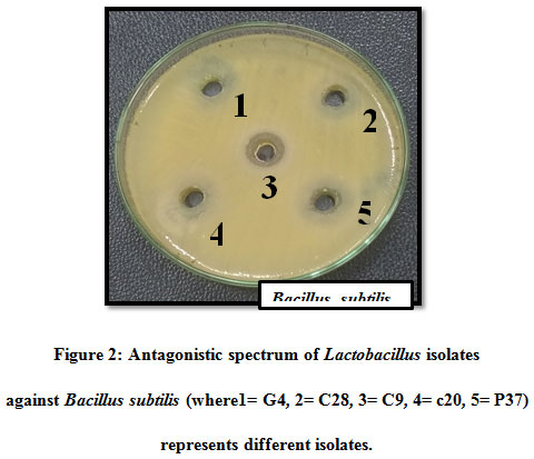 Antagonistic spectrum of Lactobacillus isolates against Bacillus subtilis (where1= G4, 2= C28, 3= C9, 4= c20, 5= P37) represents different isolates