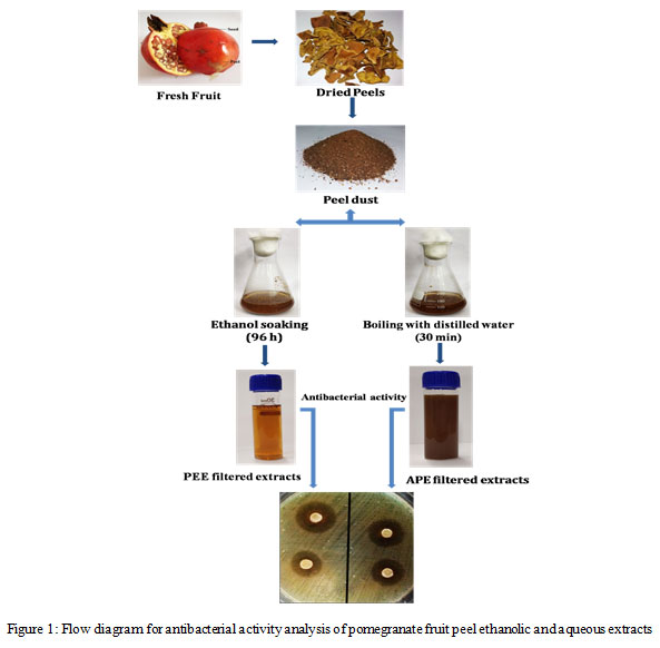 Figure 1: Flow diagram for antibacterial activity analysis of pomegranate fruit peel ethanolic and aqueous extracts
