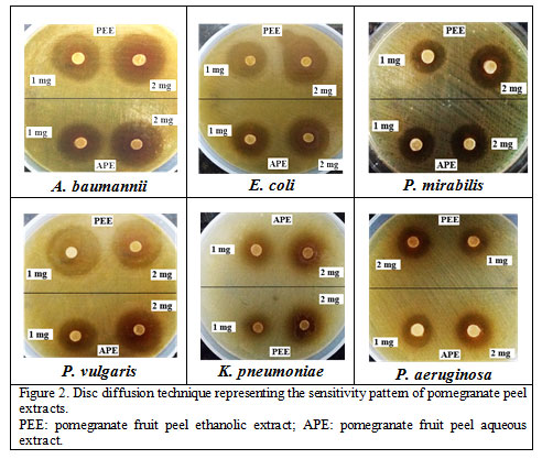 Figure 2. Disc diffusion technique representing the sensitivity pattern of pomegranate peel extracts. PEE: pomegranate fruit peel ethanolic extract; APE: pomegranate fruit peel aqueous extract.