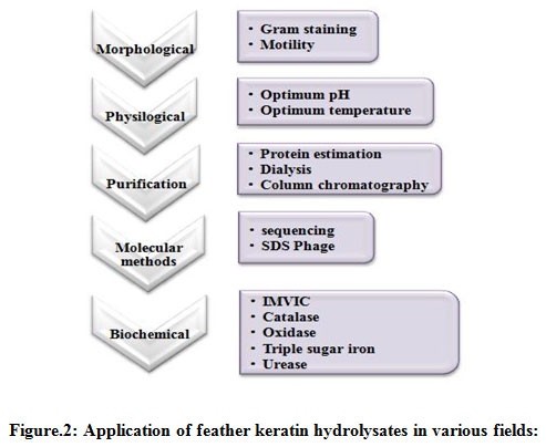 Figure 2: Application of feather keratin hydrolysates in various fields