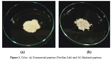 Figure 1: Color. (a) Commercial peptone (NeoGen Lab) and (b) Mackerel peptone.